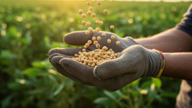 Foto de A Boa Safra deixou de ser um negócio de alto…