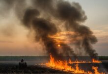 Foto de Operação SP Sem Fogo registra maior queda no índice de queimadas da história