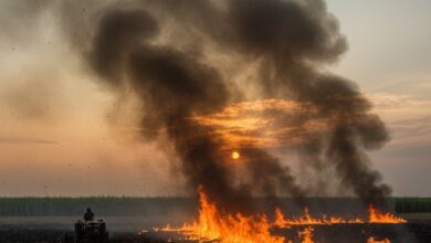 Foto de Operação SP Sem Fogo registra maior queda no índice de queimadas da história