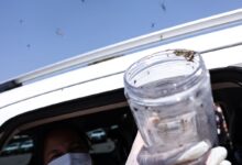 Foto de Saúde libera mosquitos estéreis para frear reprodução do Aedes