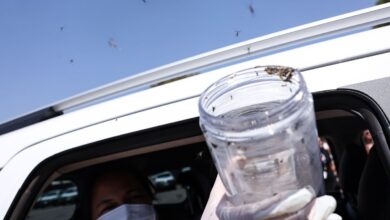 Foto de Saúde libera mosquitos estéreis para frear reprodução do Aedes