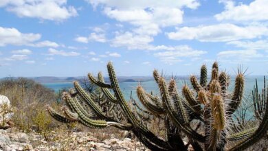 Foto de Ameaçada de desertificação, Caatinga terá área recuperada
