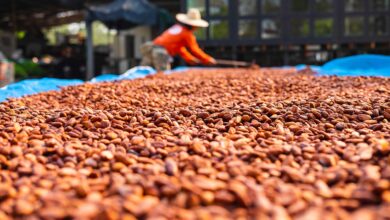 Foto de Cacau vive queda após escapar de tarifaço e…