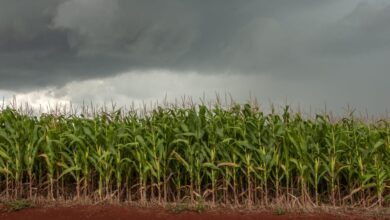 Foto de Chuva no Sul e Calor no Centro – Agrotvnews
