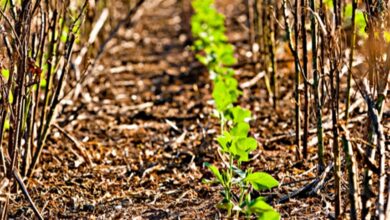 Foto de Argentina semeia 36% da soja, mas excesso de…