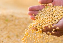 Foto de Boa Safra aperta o cinto com corte de custos…