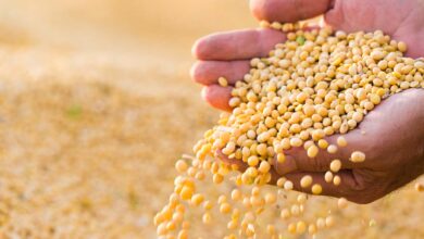 Foto de Boa Safra aperta o cinto com corte de custos…