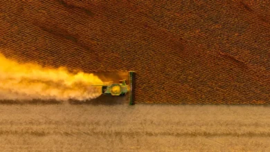 Foto de Super safra de soja do Brasil aumenta risco de excesso de oferta global. E no meio de tudo tem a crise com Trump