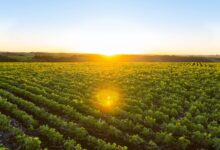 Foto de Verão terá chuva abaixo da média e calor…